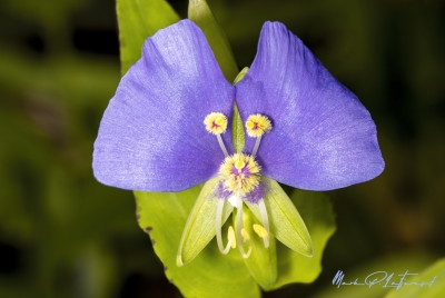 False Dayflower April